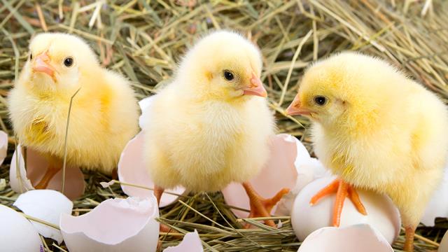 I'm hatching baby CHICKS while egg prices SKYROCKET at the grocery store