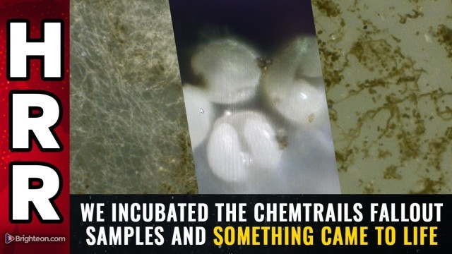 We incubated the chemtrails fallout samples and SOMETHING CAME TO LIFE