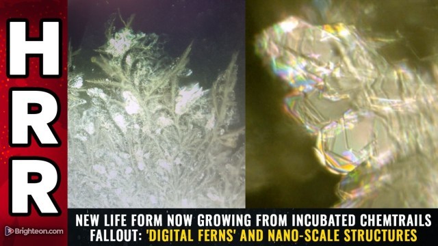 New life form now growing from incubated chemtrails fallout: 'DIGITAL FERNS' and nano-scale structures