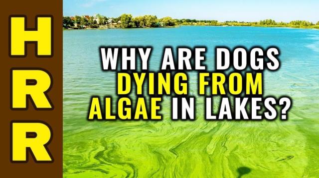 Why are DOGS DYING from algae in lakes?