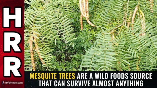 Mesquite trees are a wild foods source that can survive almost anything