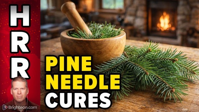 Pine Needle CURES Grow Wild Right Next to Oblivious 'Sick Care' Hospitals